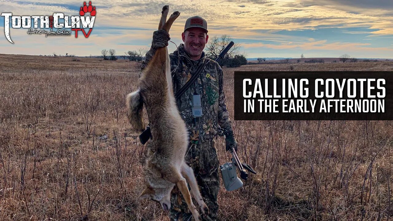 Calling Coyotes In The Early Afternoon - Coyote Hunting