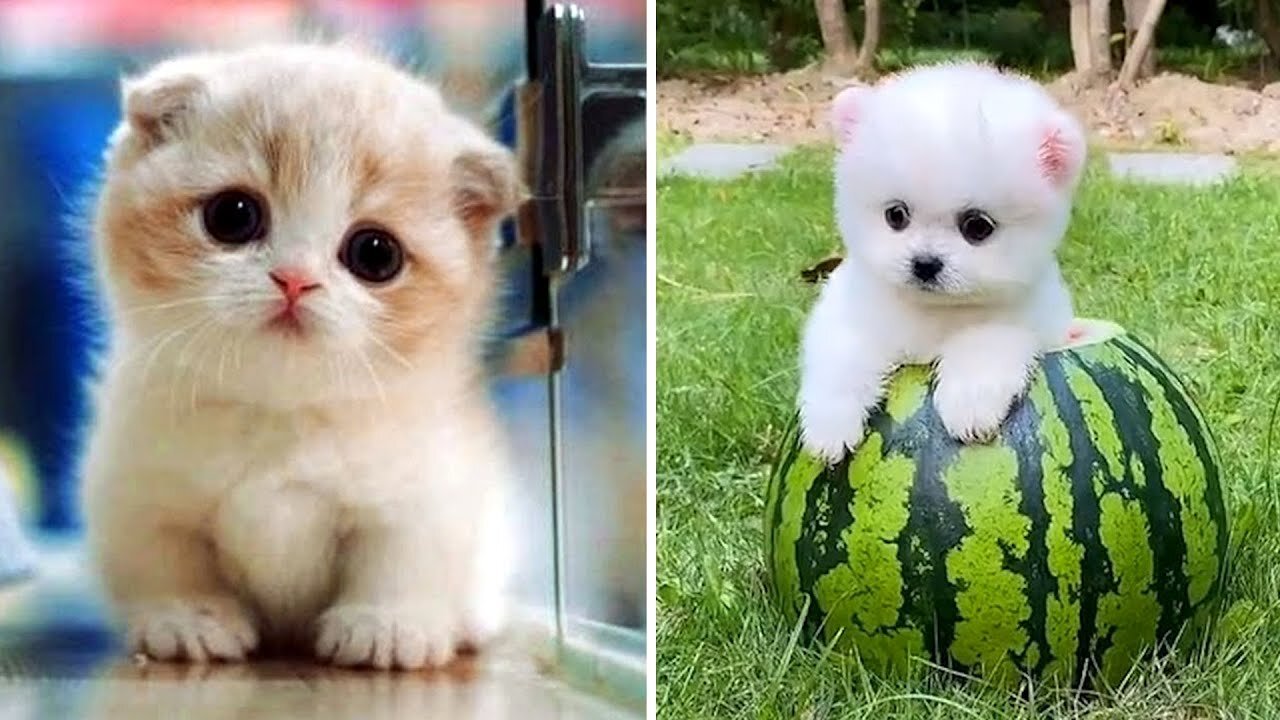 Top 10 Viral Cute Animals In The World Part-3