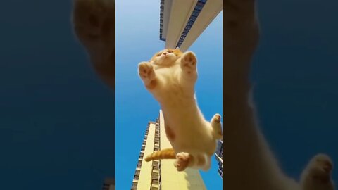 FUNNY CUTE KITTEN - Tiktok Compiled #Shorts