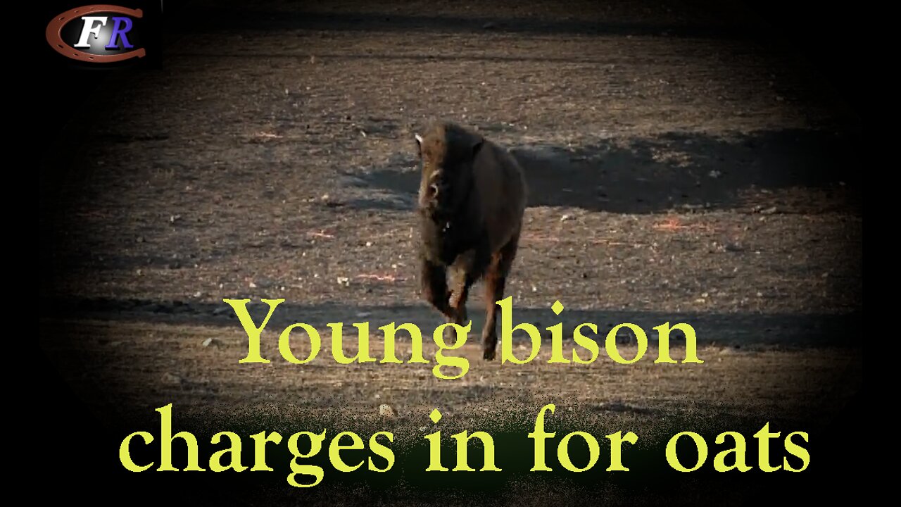 Young bison charges in for oats