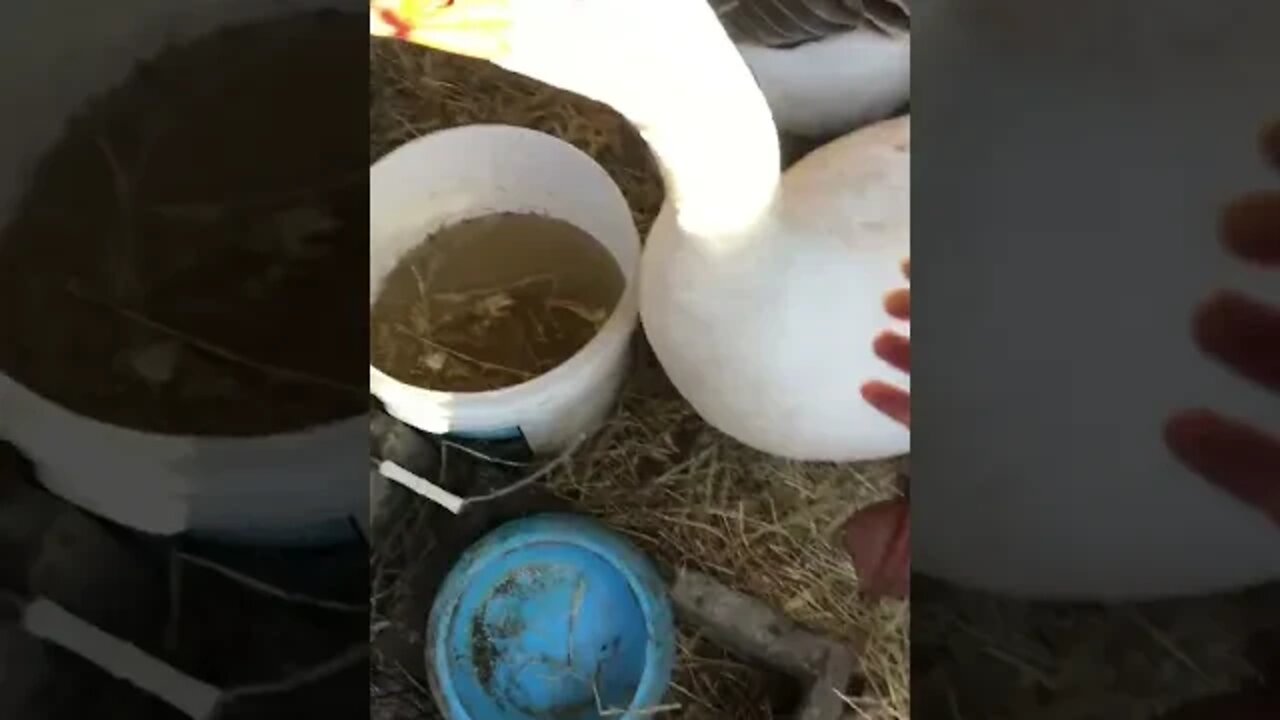 Edwin the goose is not enjoying being locked up for nesting