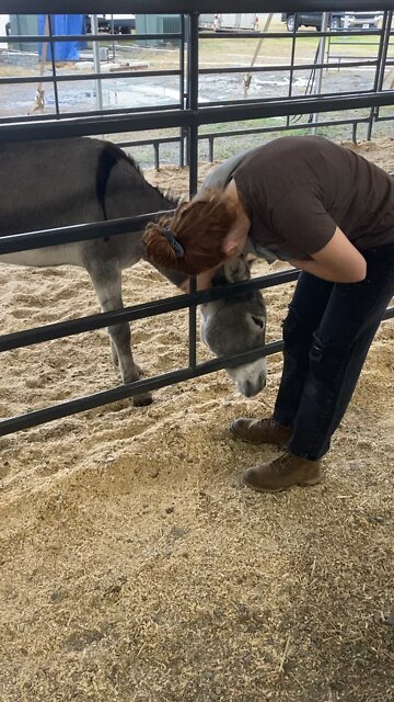 Virginia State Fair Donkey