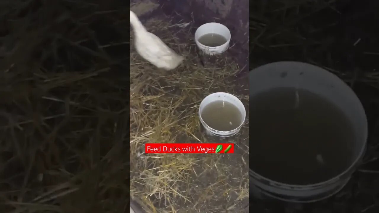 Reasons Vegetables Are Good For Ducks🥬🪿|#shorts #short #shortvideo #shortsvideo #shortsfeed #farming