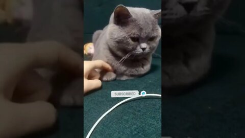 cute cat videos 😹 funny videos 😂🟣😺