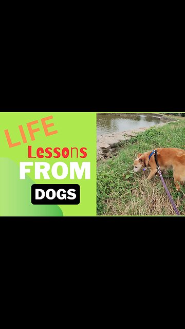 Lessons from DOGS