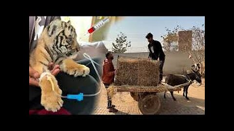 Hmare Tiger Ko Nazr Lg Gai Bemar Hogea😭