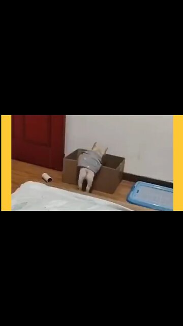 Funny Pet Video compilation 😂 part 14