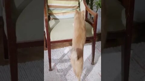 KUCING LUCU #PART 12