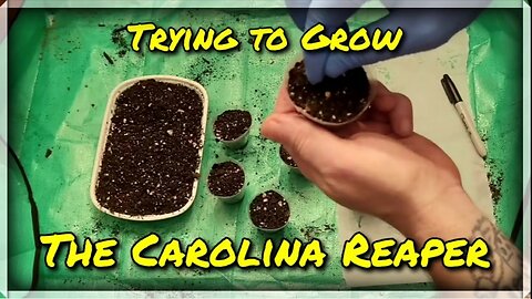 Carolina Reaper Germination - Testing 2 Methods #seeds #gardening #howto