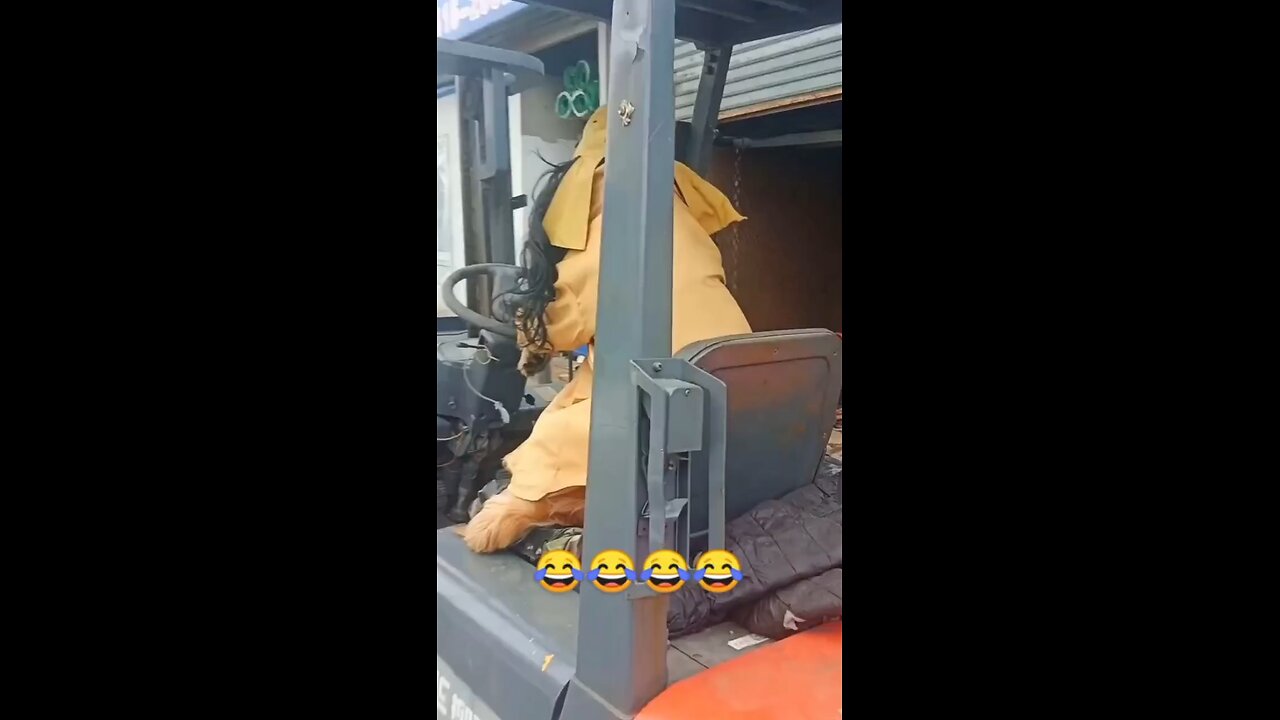 Dog trying to Drive