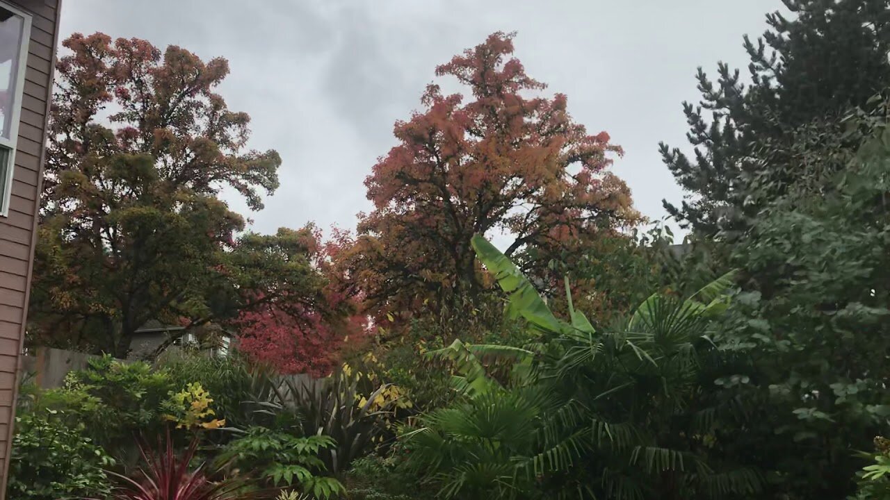 Fall color in an evergreen garden