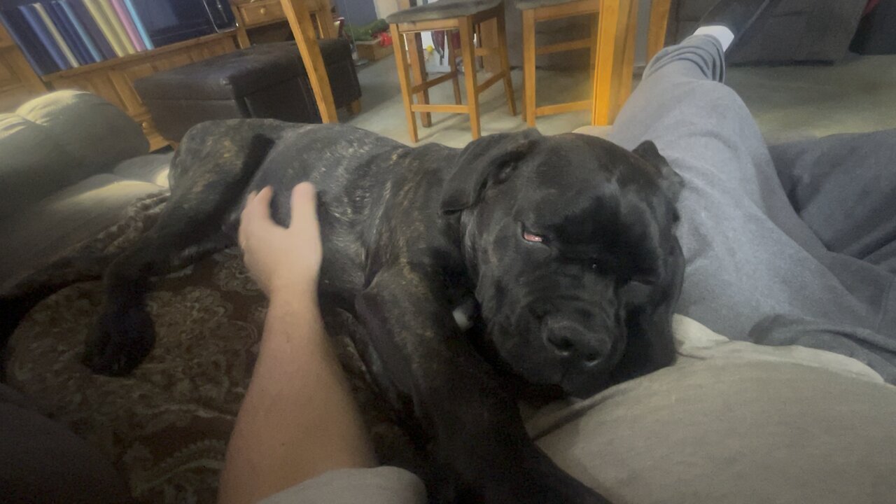 Queen Sophia Kay of the South AKC sleeping snore and tickle spot reaction