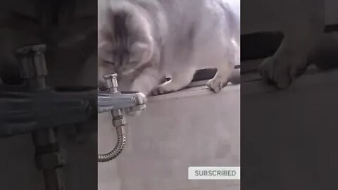 cute cat videos 😹 funny videos 😂 1071 😻 #shorts