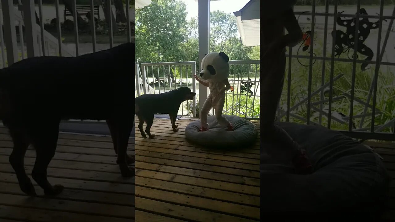 Panda Dancing For Rottweiler#Shorts #rottweiler๐๐๐๐