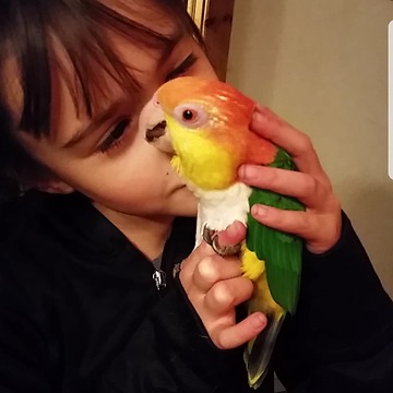 Adopted Parrot loves a little girl