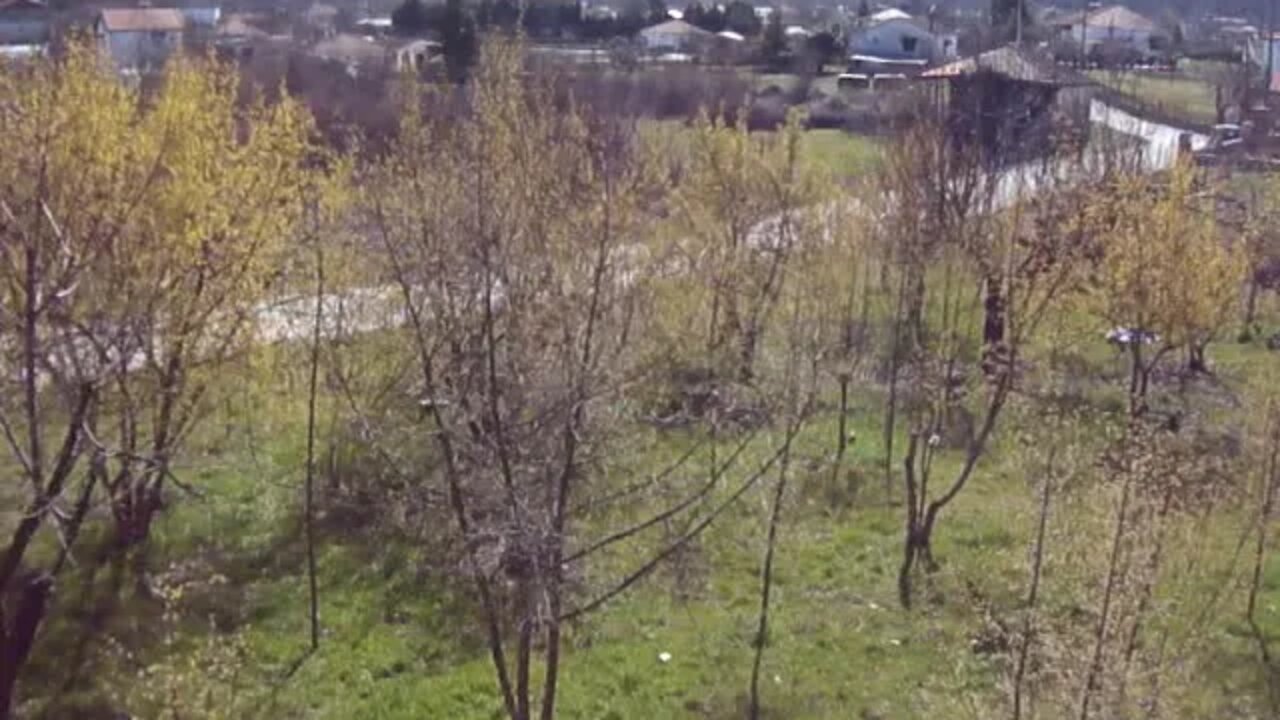 March 13th : Cornelian Cherry (Cornus mas) in bloom (P6)