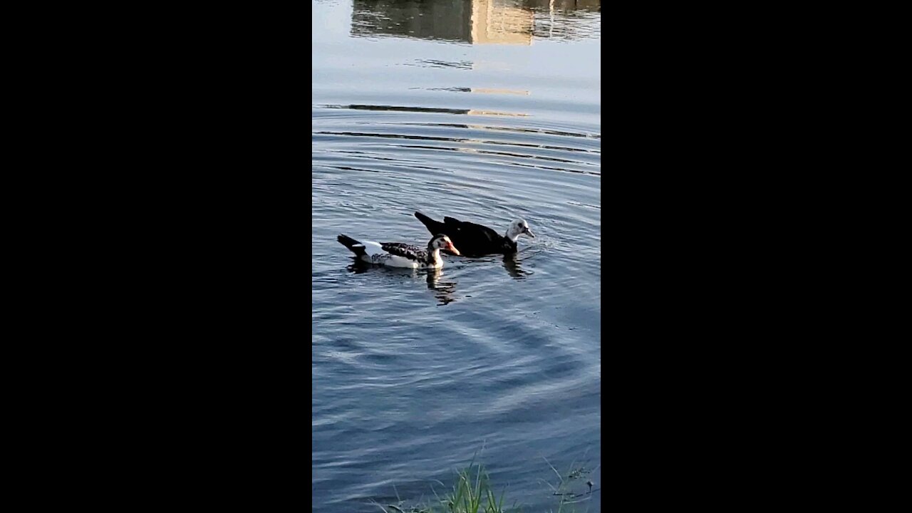 Ducks walking