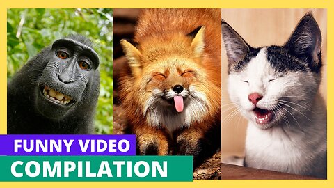 Funny animal compilation you can't stop laughing don't miss