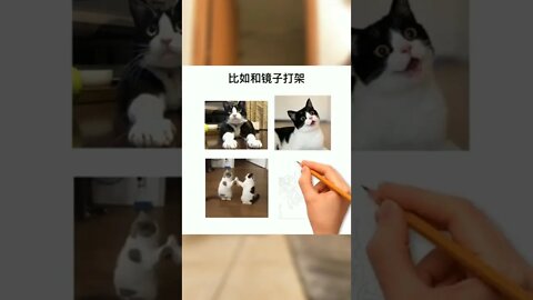 为什么奶牛猫被称为猫界神经病？#猫#萌宠#猫咪#奶牛猫