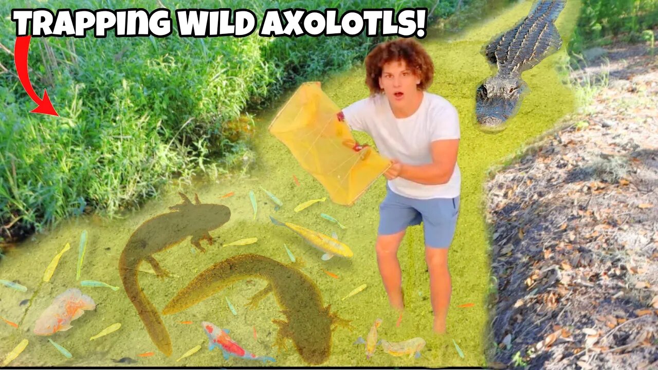 Trapping Wild AXOLOTLS In ALLIGATOR INFESTED Water For My AQUARIUM!