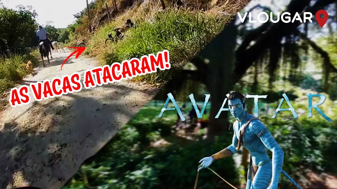 Conheci a Árvore do Avatar em Piraí-RJ | As vacas atacaram ciclistas no caminho!