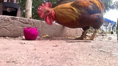 我和鸡在吃火龙果，我一个鸡一个，真过瘾/I’m eating dragon fruit with my chicken, I’m a chicken and I’m really enjoyable