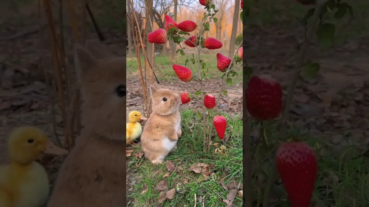 #viral #beautiful #rabbit #ytshorts
