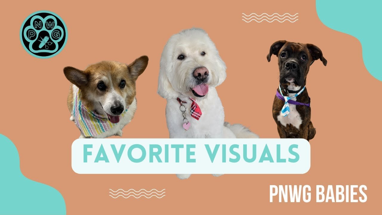 Favorite Visuals | PNW Grooming | Dog Grooming | Dog Groomer