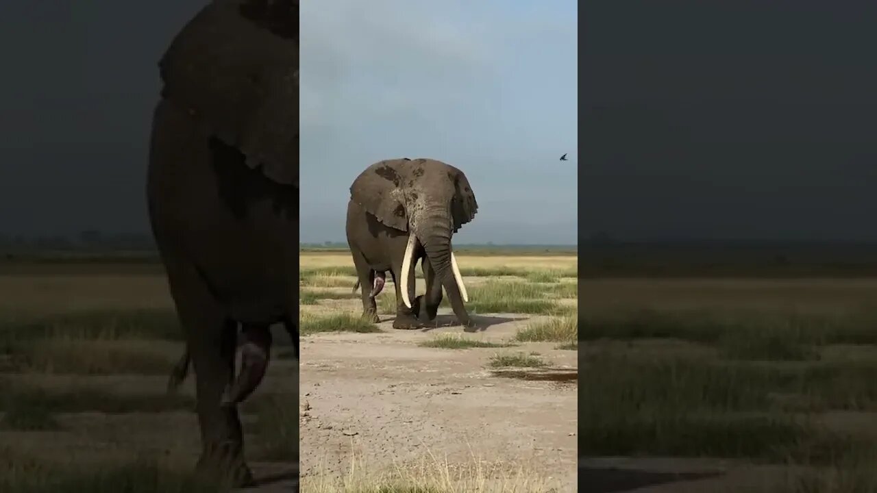 A Rare Encounter With An Elephant Bull on "Musth"!🤔#shorts #safari #travel #travelling