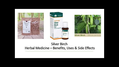 Silver Birch - Herbal Medicine - Benefits, Uses & Side Effects