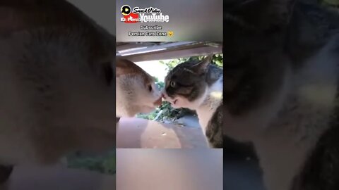 Cute Cats 🐱Funny Cats 🐱Persian Cats 🐱Funny Cats Videos