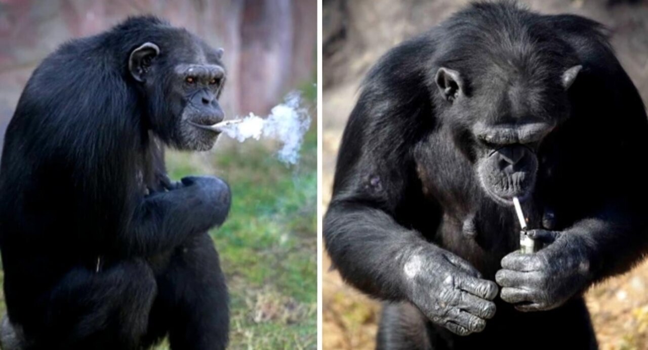 Smoking chimpanzee funny videos