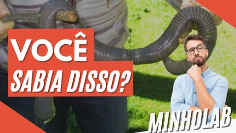 CURIOSIDADES sobre MINHOCAS que VOCÊ NÃO SABE - MinhoLab