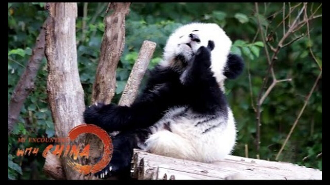 Rosarin Vongvaravipatr shares moments of pandas - My Encounters with China