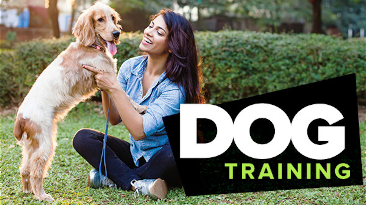 How to TRAIN your Dog to SIT - Dog Training Videos For Beginners