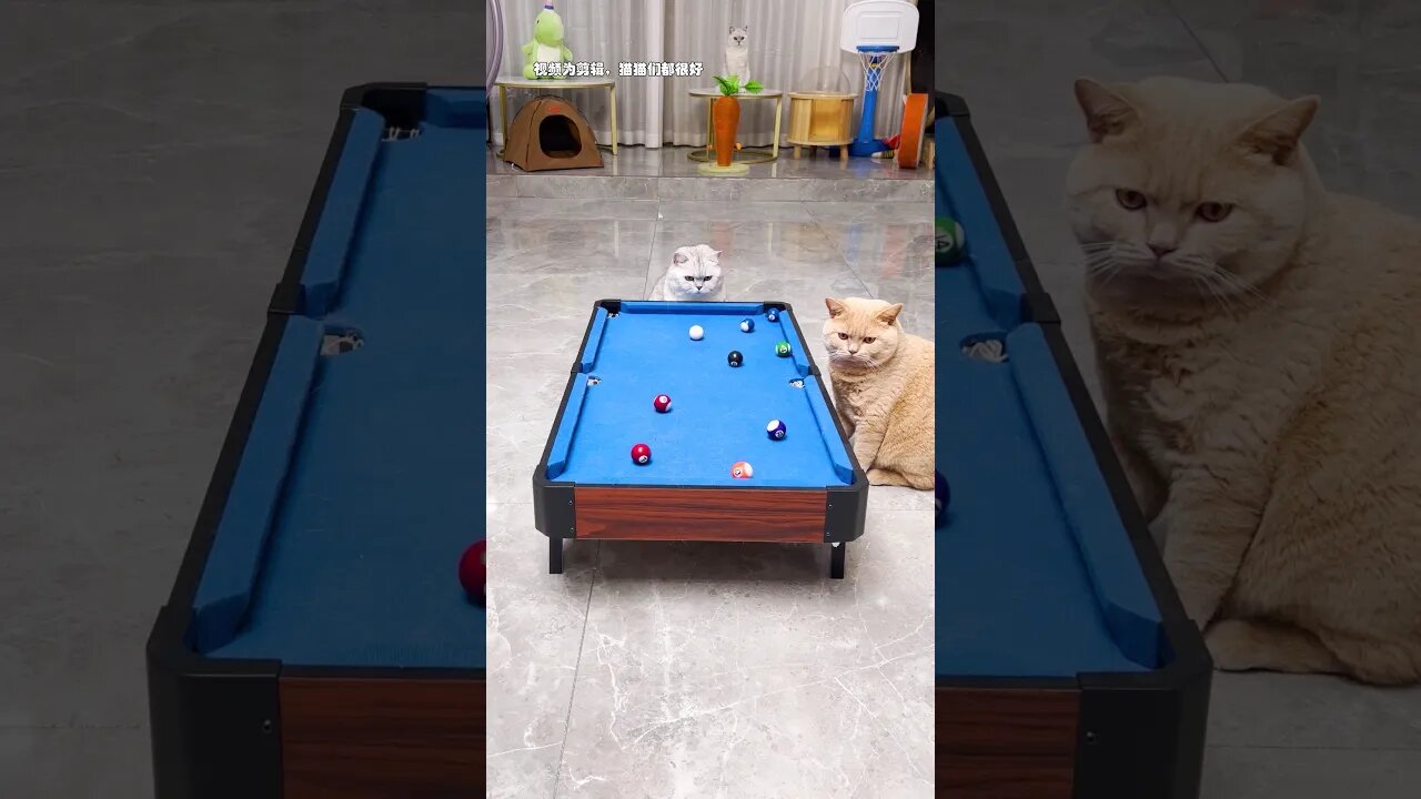 cats play game #cats #cat #funnycute #funnyanimals #funniestvideo #funny