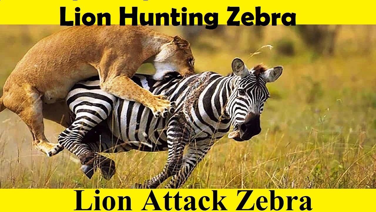 Lion Fight Zebra. Lion Hunting Zebra. (Tutorial Video)