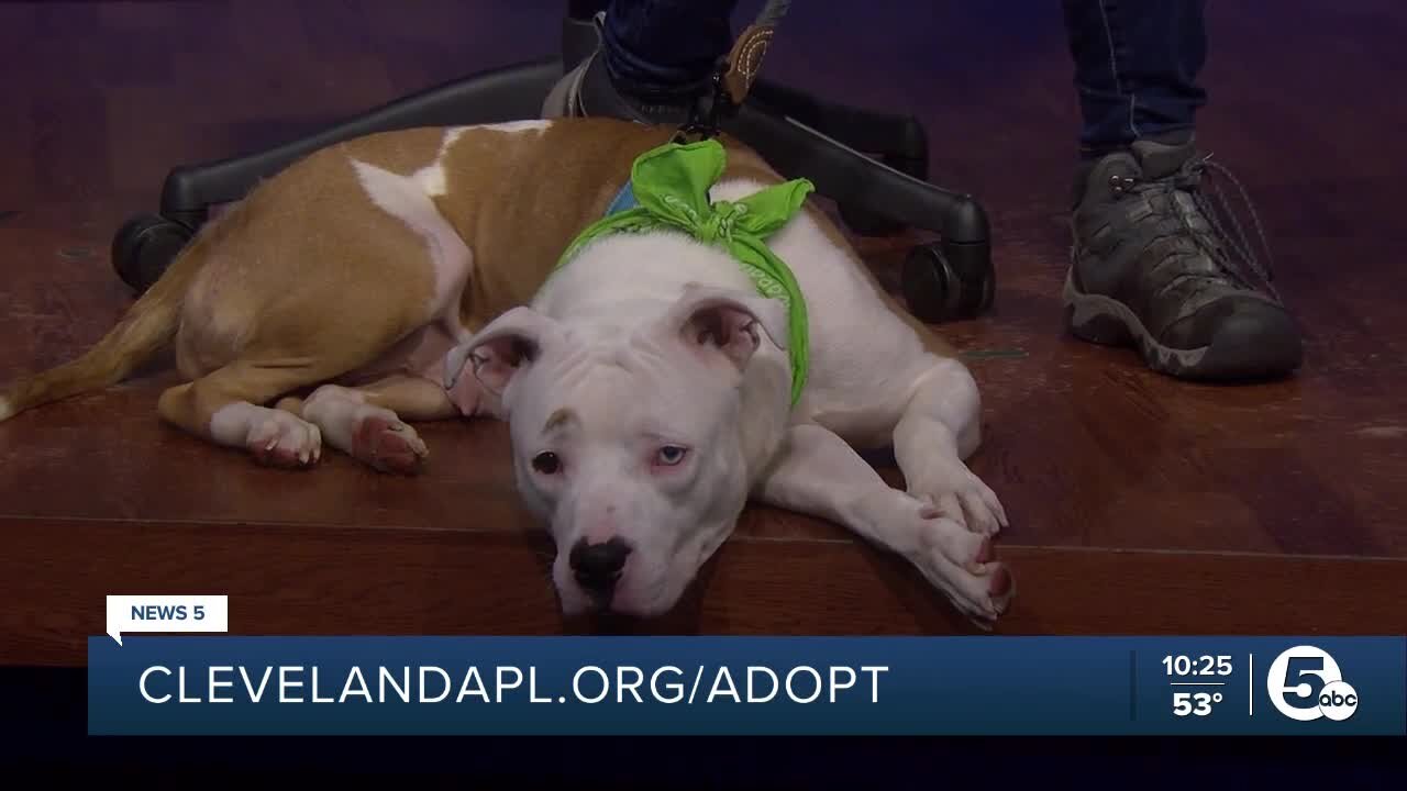 Cleveland Animal Protective League's Pet of the Week