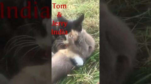 Chennai Tom & Jerry