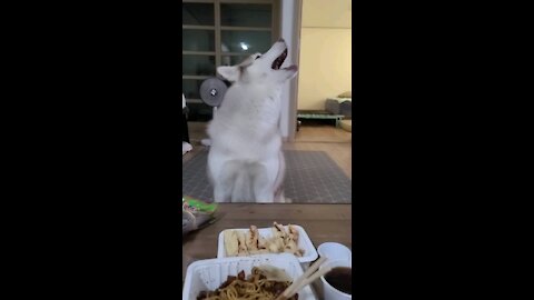 Mom, I want to eat, too. Husky puchi in Howling