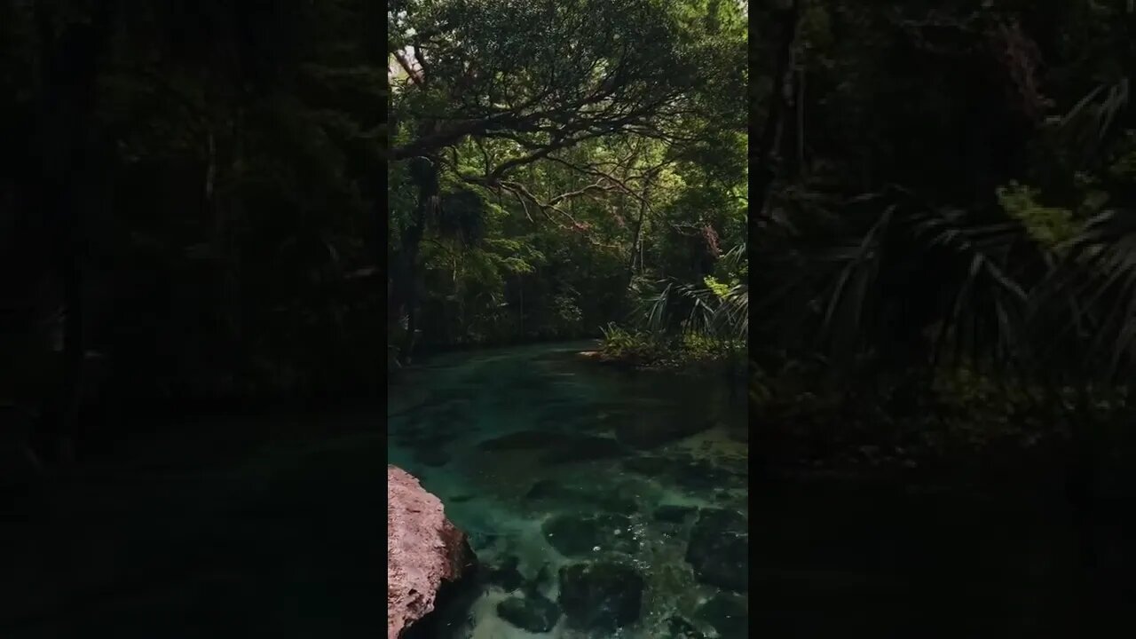 would you swim#nature#shorts