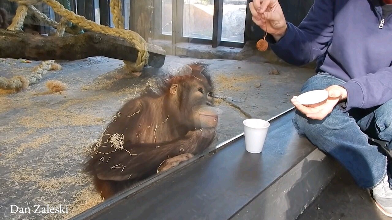 Funniest Monkey Reaction👍