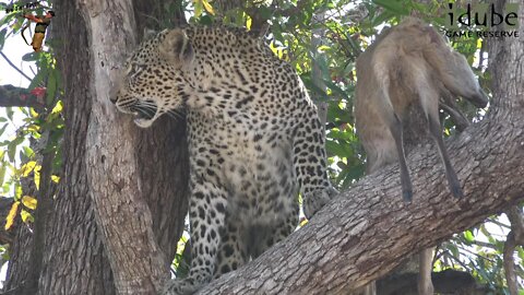 Scotia Female Leopard With A Duiker Meal