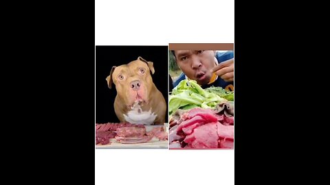 Raw meat eating challenge dog and man