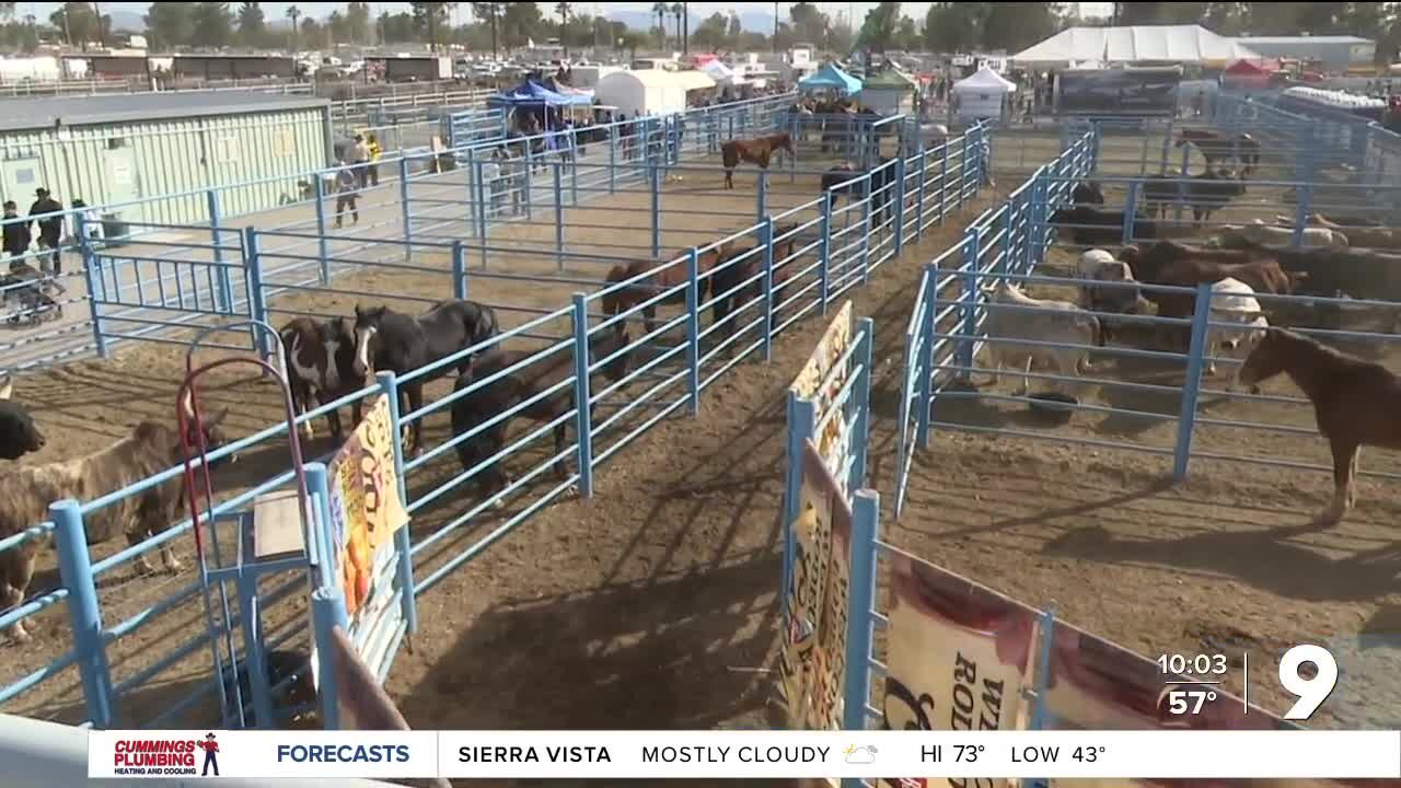 Fans pack arena for last day of Tucson Rodeo