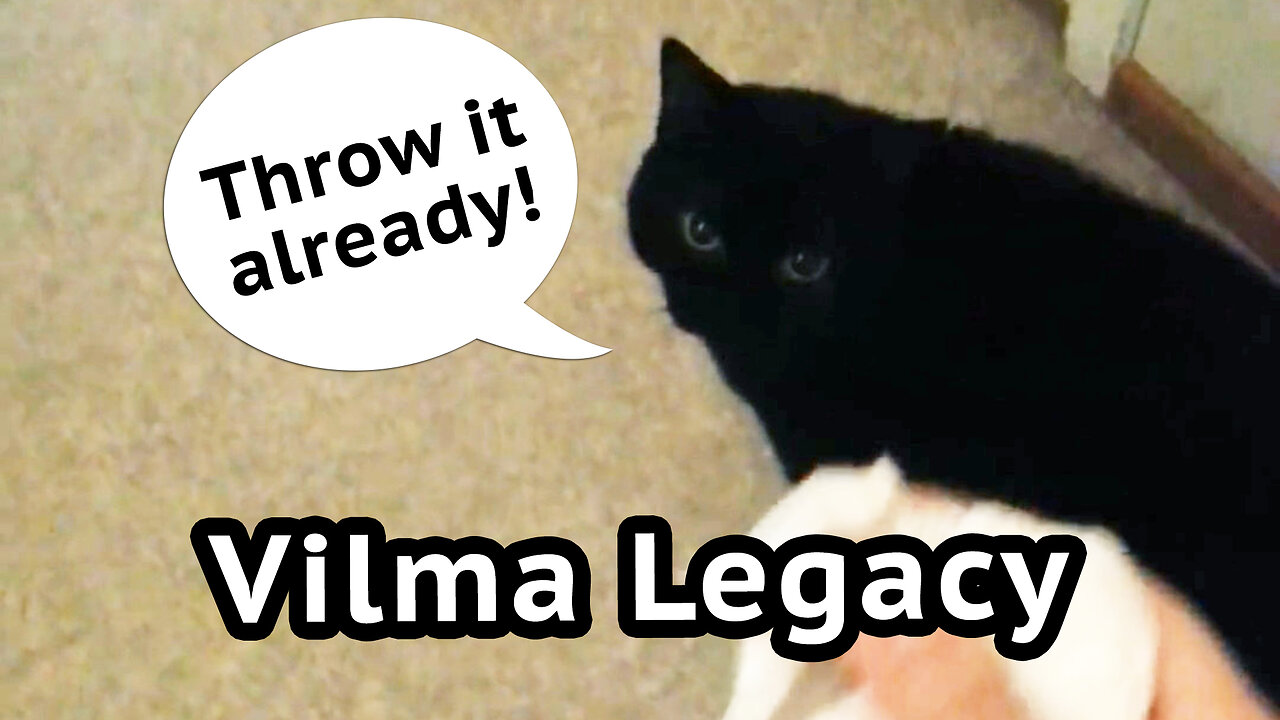 Vilma Cat Legacy: Paper Ball