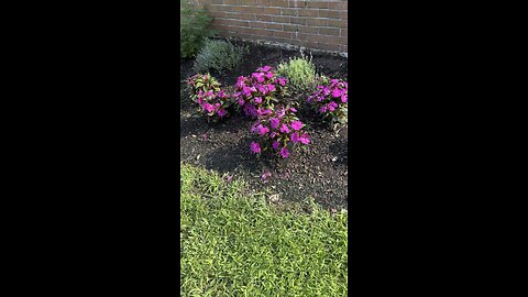 Outdoor flower garden