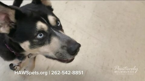 Pawsitively Milwaukee 3.5.23