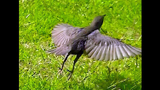 IECV NV #404 - 👀 Starlings Out Back Looking For Food 🐤🐤🐤🐤 6-25-2017