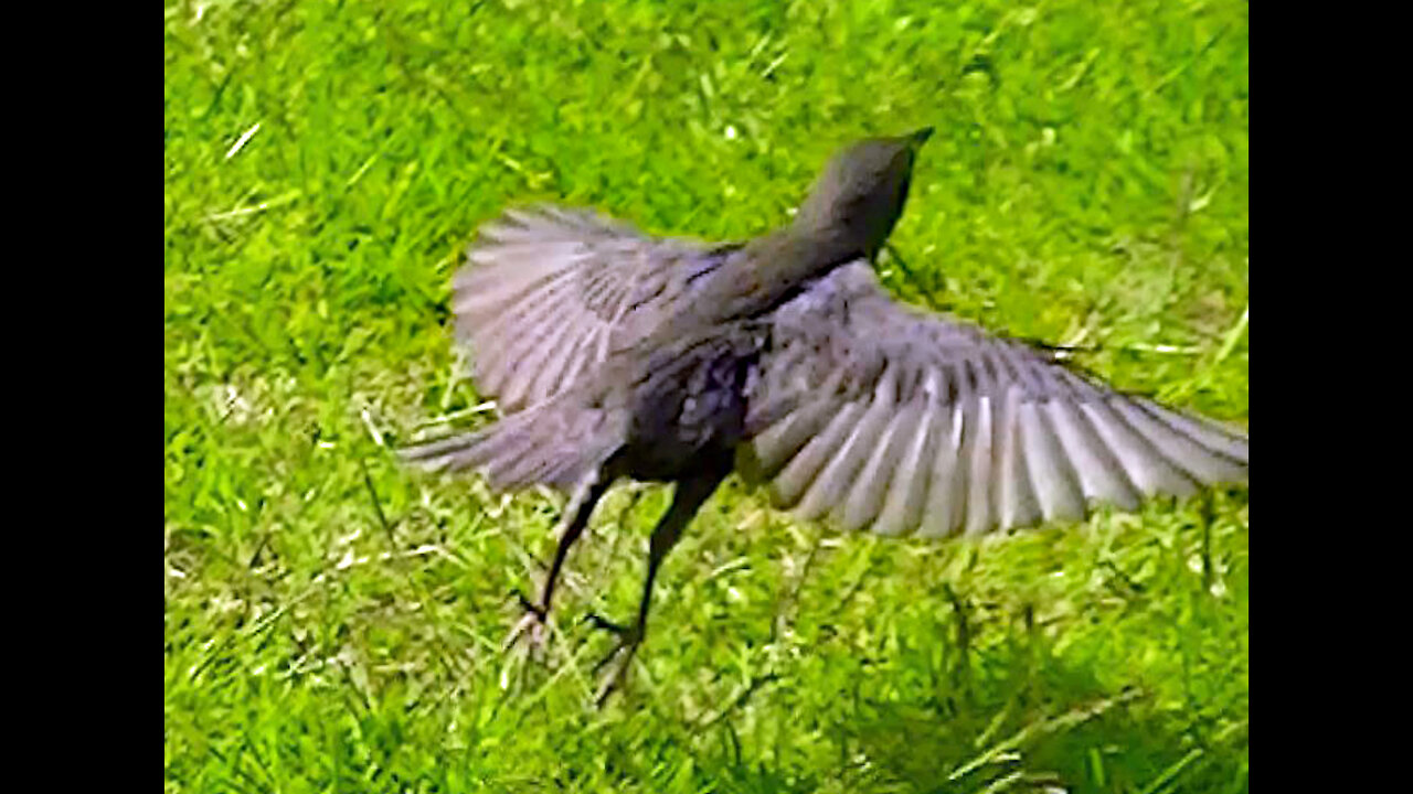 IECV NV #404 - 👀 Starlings Out Back Looking For Food 🐤🐤🐤🐤 6-25-2017